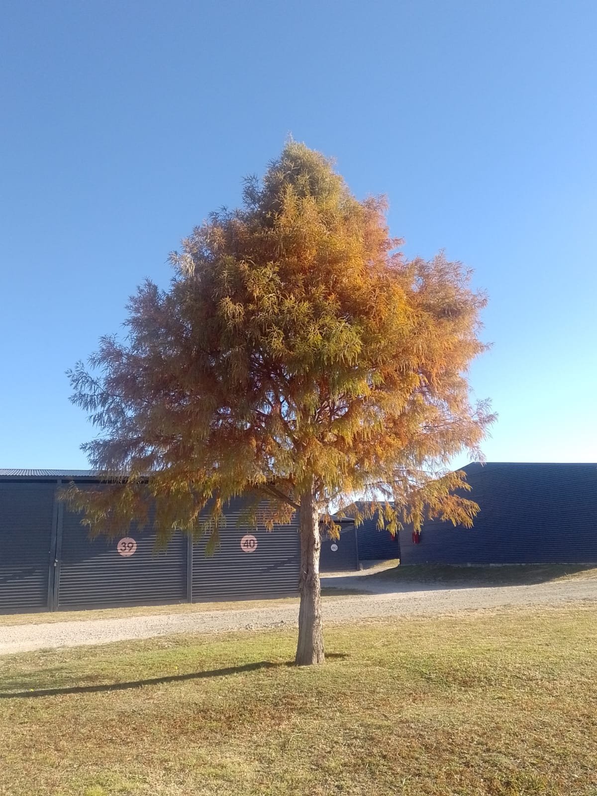 Maria Graciela Bianchi - Otoño