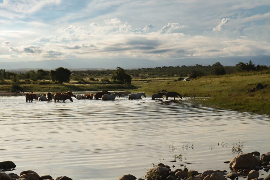 Pilar Talbot Wright - El descanso del campo
